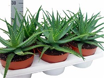 Алоэ древовидное - Aloe arborescens D12 H25