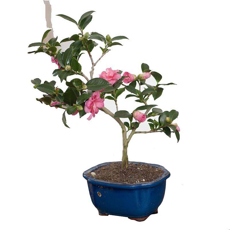 Камелия цветущий бонсай - Bonsai Camellia D20 H30