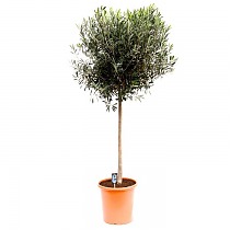 Оливковое дерево, маслина европейская - Olea europaea H40 H175