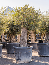 Оливковое дерево, маслина европейская - Olea europaea H70 H190
