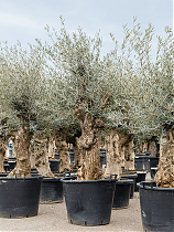 Оливковое дерево, маслина европейская - Olea europaea H70 H200