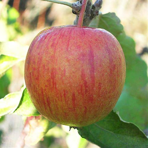 Яблоня домашняя Винное - Malus domestica Vinnoe 3-5 ltr, 100-180 см