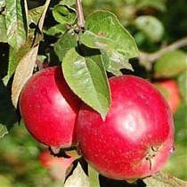 Яблоня домашняя Звездочка - Malus domestica Asterisk 3-5 ltr, 100-180 см