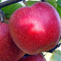 Яблоня домашняя Антей - Malus domestica Antey 3-5 ltr, 100-180 см