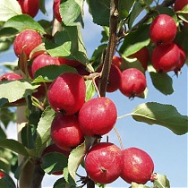 Яблоня домашняя Китайка Красная - Malus domestica Kitaika Red 3-5 ltr, 100-180 см