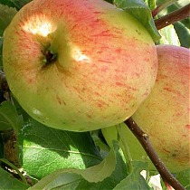 Яблоня домашняя Балтика - Malus domestica Baltica 3-5 ltr, 100-180 см