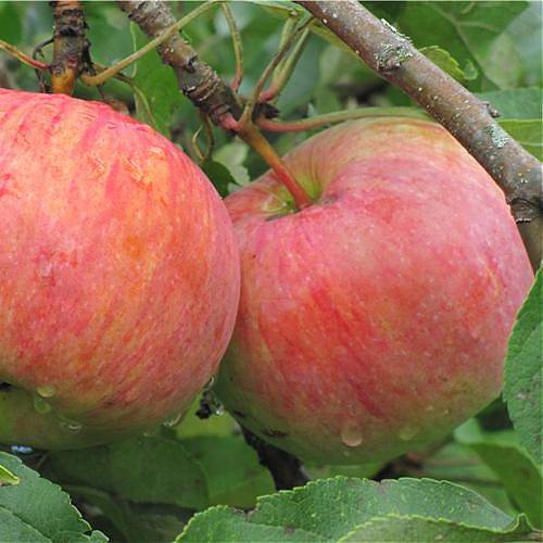 Яблоня домашняя Десертное Петрова - Malus domestica Desertnoe Petrova 3-5 ltr, 100-180 см