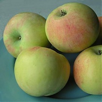 Яблоня домашняя Имрус - Malus domestica Imrus 3-5 ltr, 100-180 см