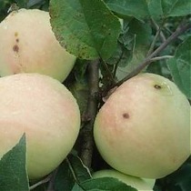 Яблоня домашняя Рижский Голубок - Malus domestica Rizhskiy Golubok 3-5 ltr, 100-180 см