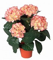 Гидрангия (Гортензия) розовая - Hydrangea Rosita D21 H45