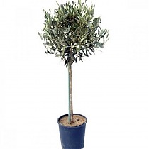Оливковое дерево, маслина европейская - Olea europaea D24 H140