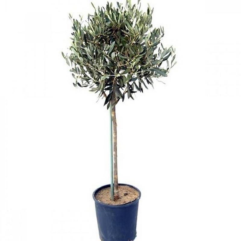Оливковое дерево, маслина европейская - Olea europaea D24 H140
