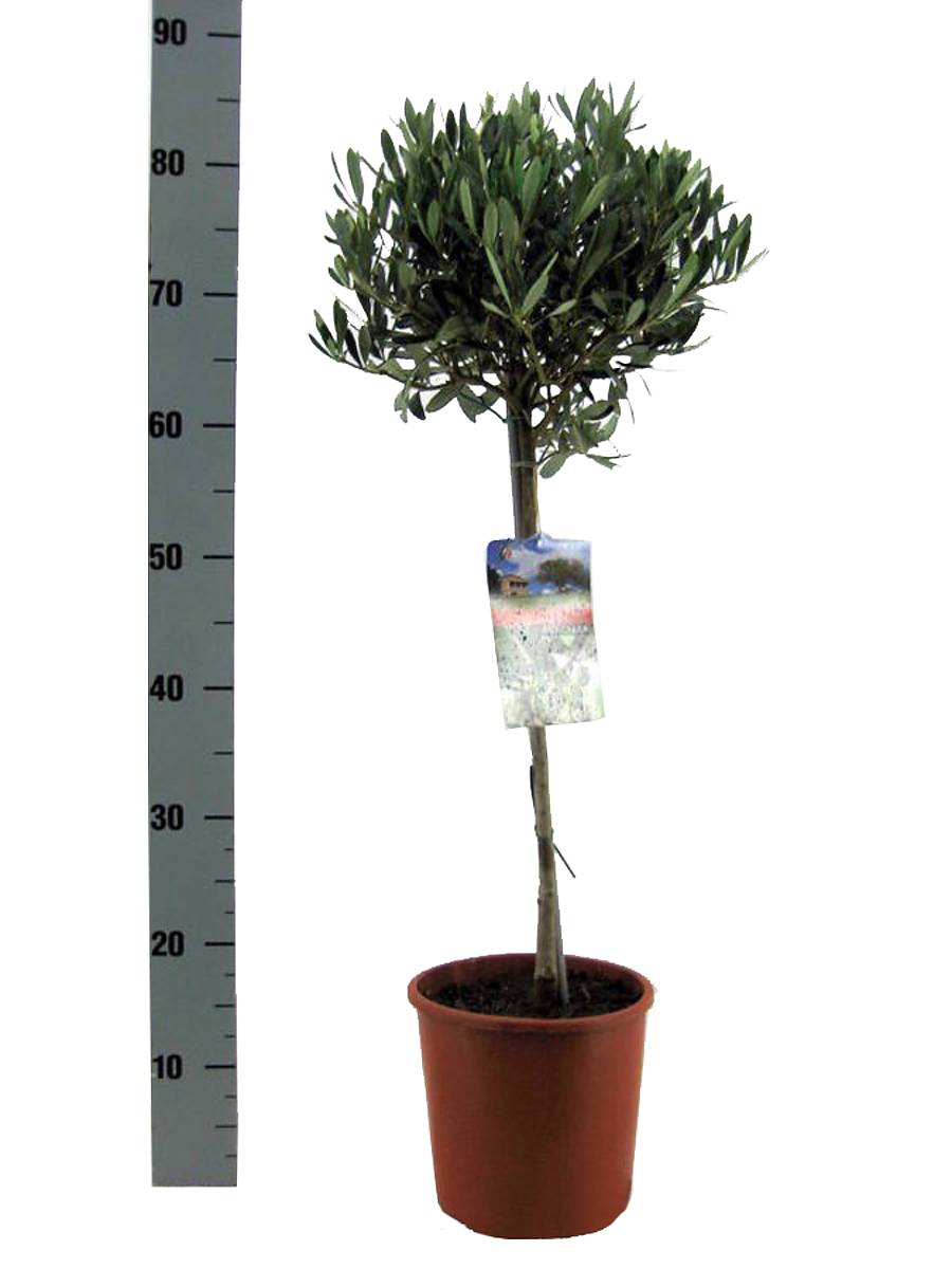 Оливковое дерево, маслина европейская - Olea europaea D18 H80