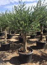 Оливковое дерево, маслина европейская  - Olea Op Stam Vertakt D70 H230