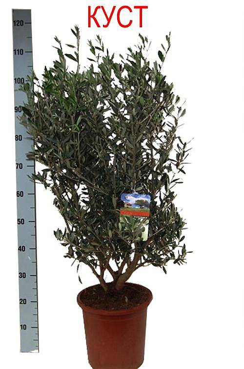 Оливковое дерево КУСТ, маслина европейская - Olea europaea  D25 H110