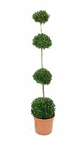 Самшит вечнозеленый (Буксус) - Buxus D30 H140