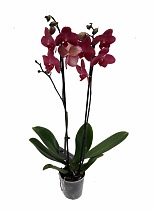 Фаленопсис Anthura ‘Saida’ 2 цветоноса - Phalaenopsis D12 H50
