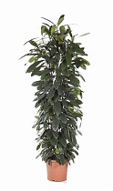 Фикус Циатистипула - Ficus Cyatistipula Zuil D32 H180