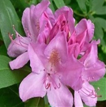 Азалия Японская - Catawbiense Roseum Elegans D26 H70