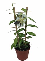Орхидея Ваниль - Vanilla planifolia D12 H45