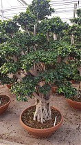 Бонсай Фикус Микрокарпа в керамическом кашпо - Bonsai Ficus microcarpa D82 H230
