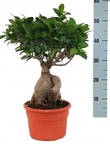 Бонсай Фикус Микрокарпа - Bonsai Ficus Ginseng D15 H35