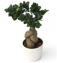 Бонсай Фикус Микрокарпа в белом керамическом кашпо - Bonsai Ficus Ginseng D12 H30