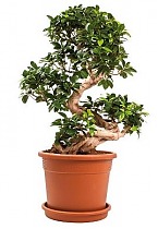Бонсай Фикус Микрокарпа - Bonsai Ficus Ginseng D35 H100