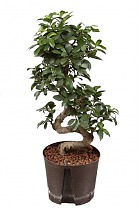 Бонсай Фикус Микрокарпа - Bonsai Ficus Ginseng D30 H75