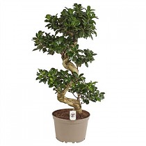 Бонсай Фикус Микрокарпа - Bonsai Ficus Ginseng D24 H80