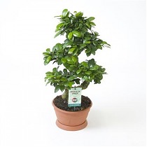 Бонсай Фикус Микрокарпа - Bonsai Ficus Ginseng D23 H65