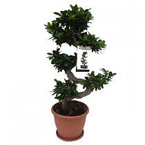 Бонсай Фикус Микрокарпа - Bonsai Ficus Ginseng D29 H90