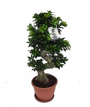 Бонсай Фикус Микрокарпа - Bonsai Ficus microcarpa D35 H105