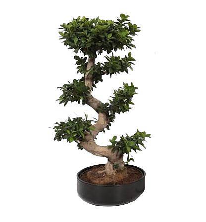 Бонсай Фикус Микрокарпа в черном керамическом кашпо - Bonsai Ficus Ginseng D45 H100
