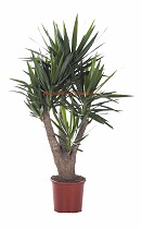 Пальма Юкка - Yucca Branched D34 H155