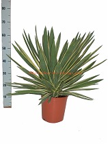 Пальма Юкка славная пестролистная - Yucca gloriosa 'Variegata' D21 H70