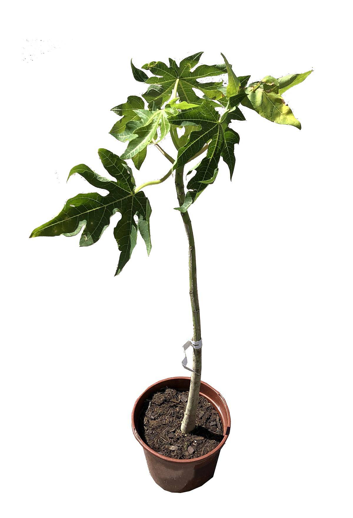 Папайя, или дынное дерево - Carica papaya D18 H70