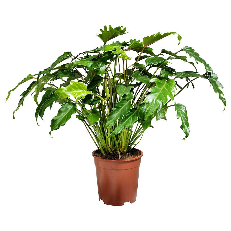 Филодендрон Ксанаду - Philodendron xanadu D20 H60