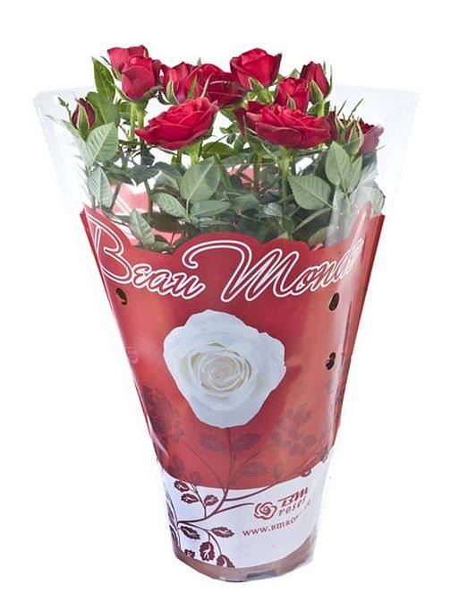 Роза красная- Rosa Hot Jewel D10 H25