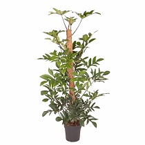 Филодендрон стоповидный - Philodendron Pedatum D27 H160
