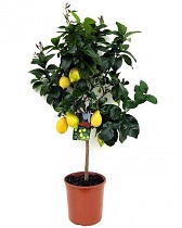 Лимонное дерево - Citrus limon D24 H110