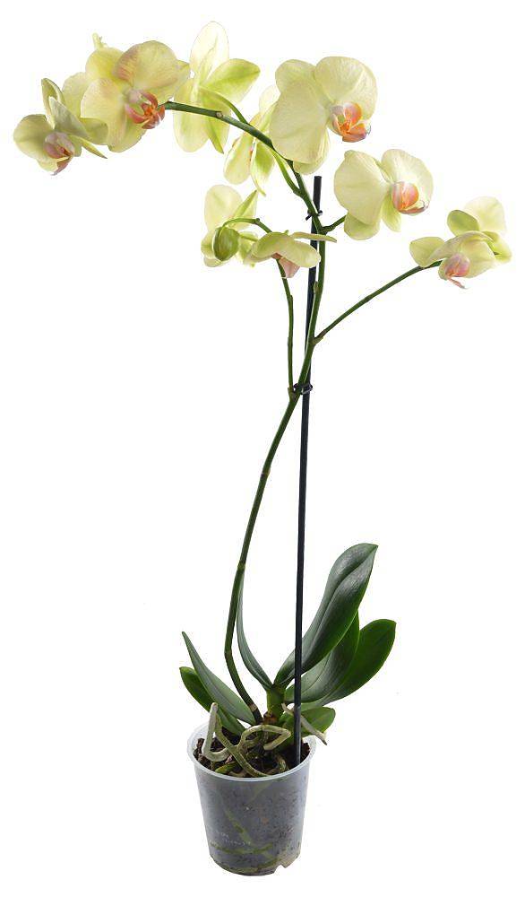 Фаленопсис гигантский 2 цветоноса - Phalaenopsis gigantea Golden Embers D15 H100