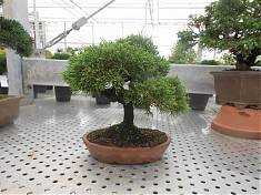 Бонсай Можжевельник - Bonsai Juniperus chinensis D20 H27