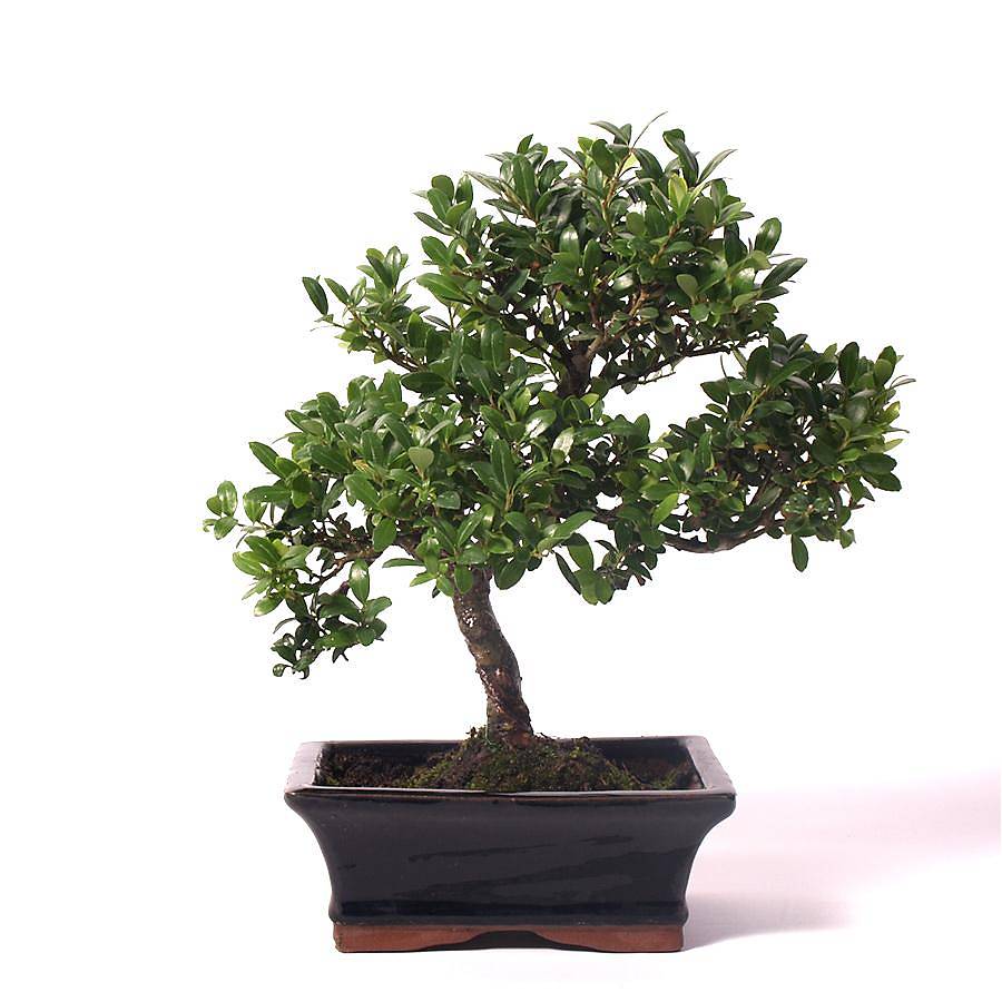 Бонсай Падуб, Дуб каменный, илекс - Bonsai Quercus ilex D15 H25