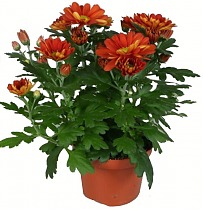 Хризантема  Бронзовая - Chrysanthemum Bronze/Brown D12 H27