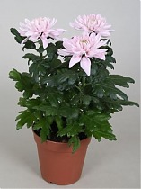 Хризантема розовая - Chrysanthemum D15 H30