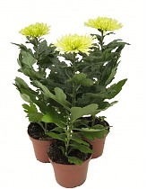 Хризантема Анастасия Лайм - Chrysanthemum Anastasia D12 H27