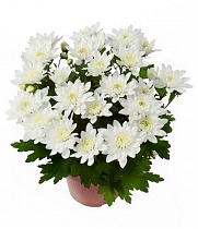 Хризантема Белая махровая - Chrysanthemum Chrystal White D20 H32