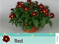 Хризантема Красная - Chrysanthemum Red D20 H32