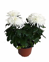 Хризантема Зембла Шар - Chrysanthemum D12 H30